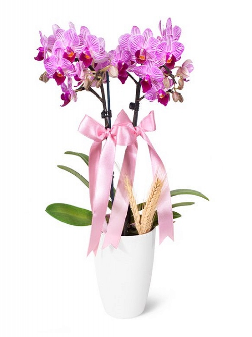 Bol Bol Çiçekli Bellisima Özel Mix Orkide 