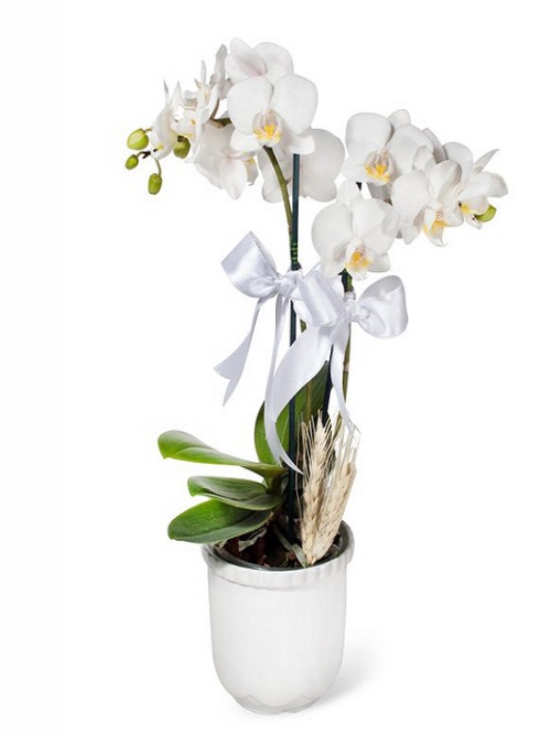 Bol Bol Çiçekli Bellisima Özel Mix Beyaz Orkide 