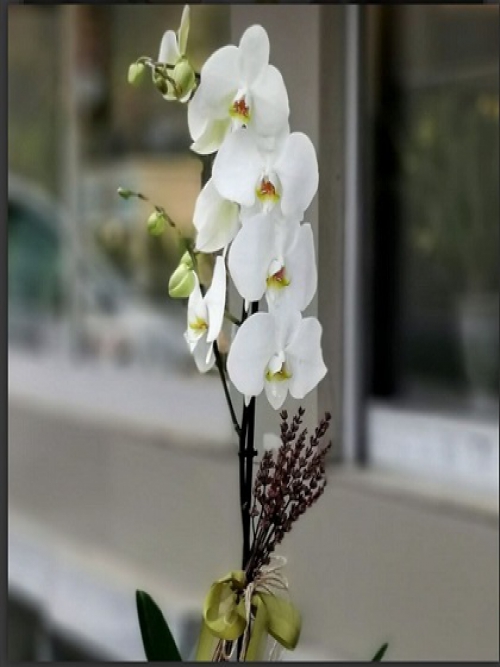 Haftanın Fırsatı - Prenses için Beyaz Orkide 